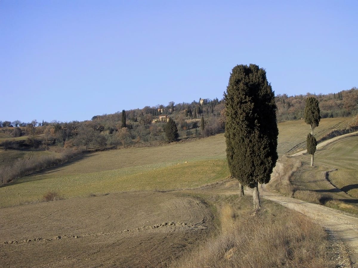 The cypress and the ploughed field, with Pienza on the hill in the distance
