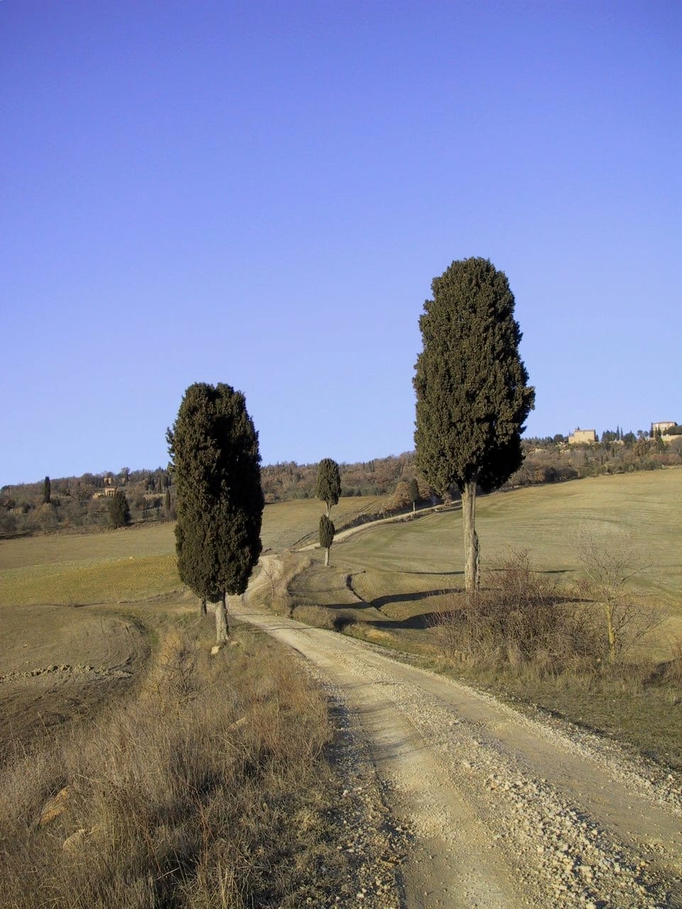 Cypresses along the white road that runs below the garden