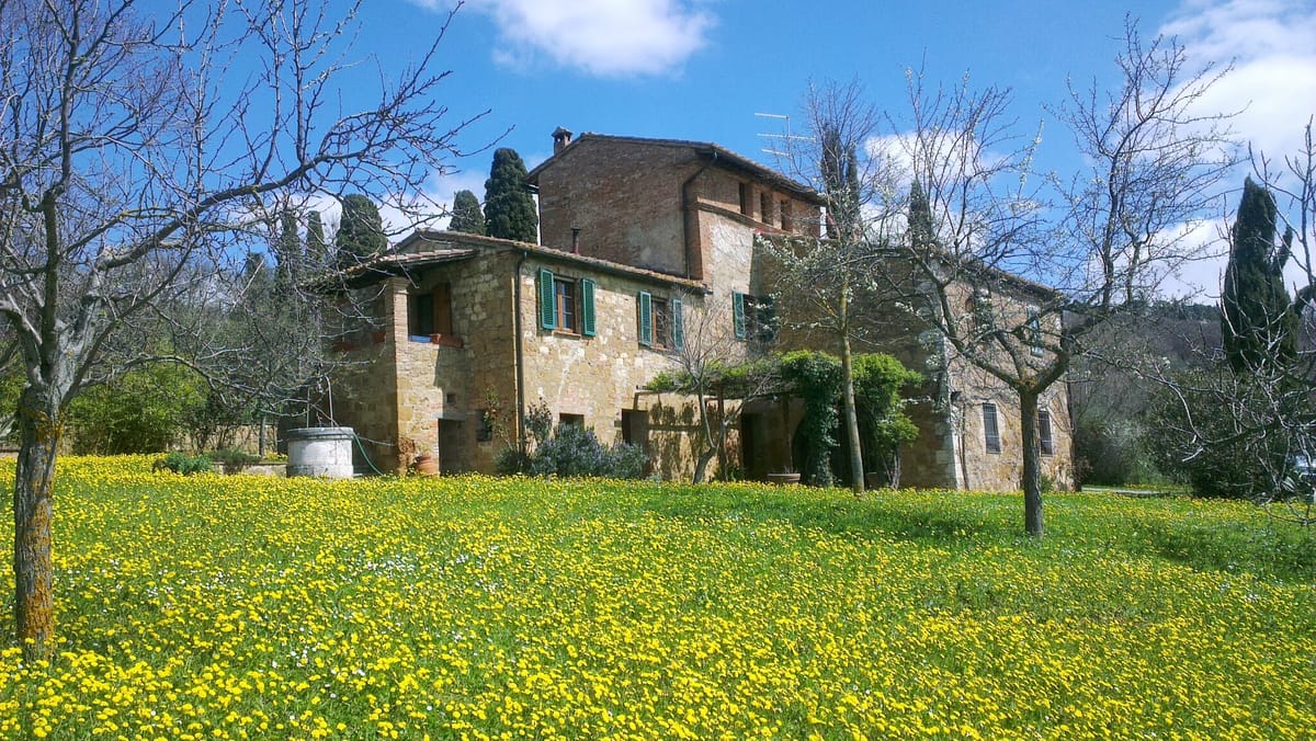 The farmhouse in spring, the meadow covered in yellow flowers and the trees still bare