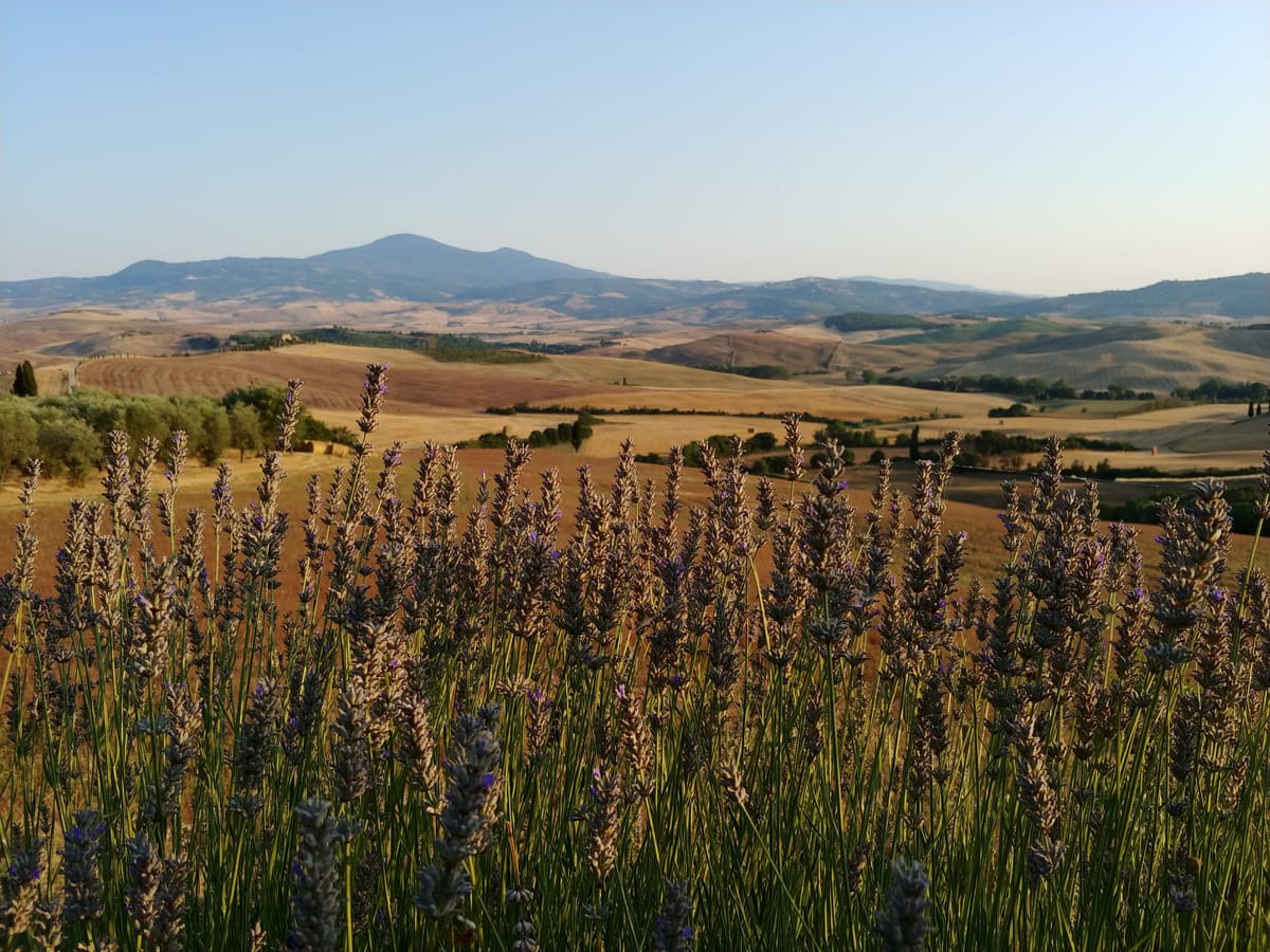 Lavender in flower in the foreground and July's golden hills behind
