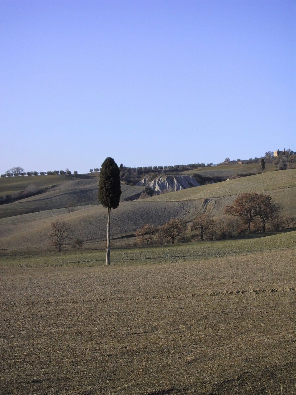 The lone cypress standing before the clay hills and gullies
