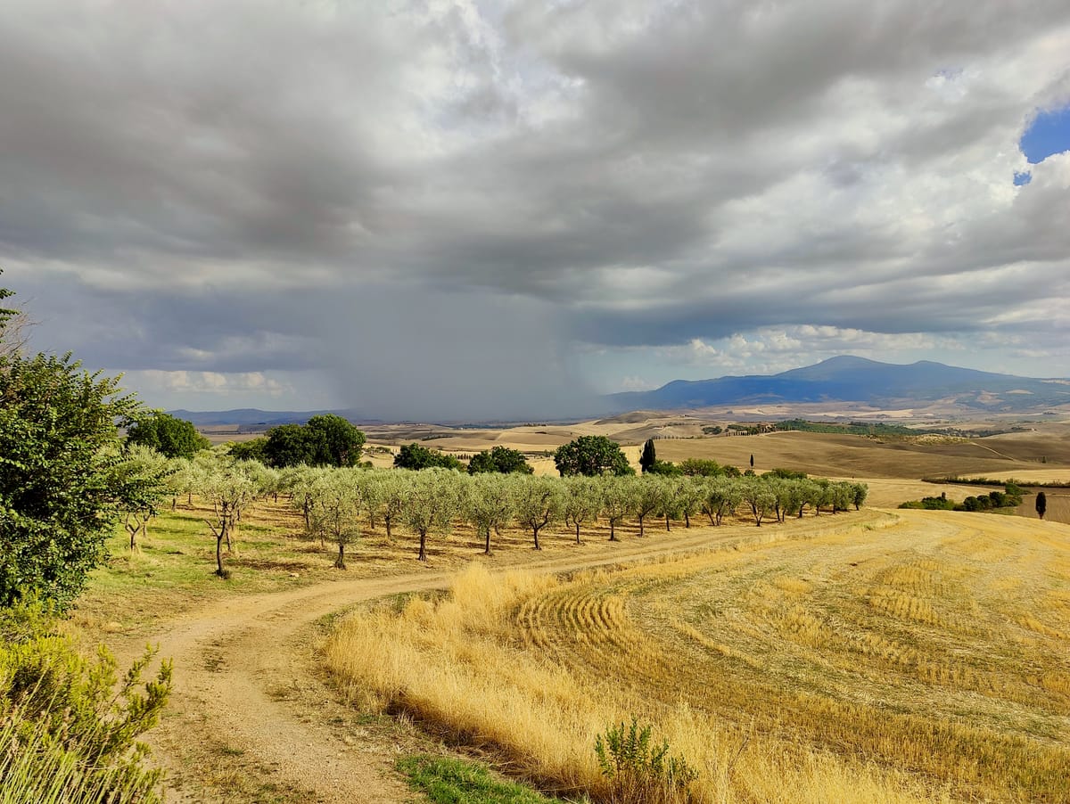 The olive grove and the white road under a summer storm sky