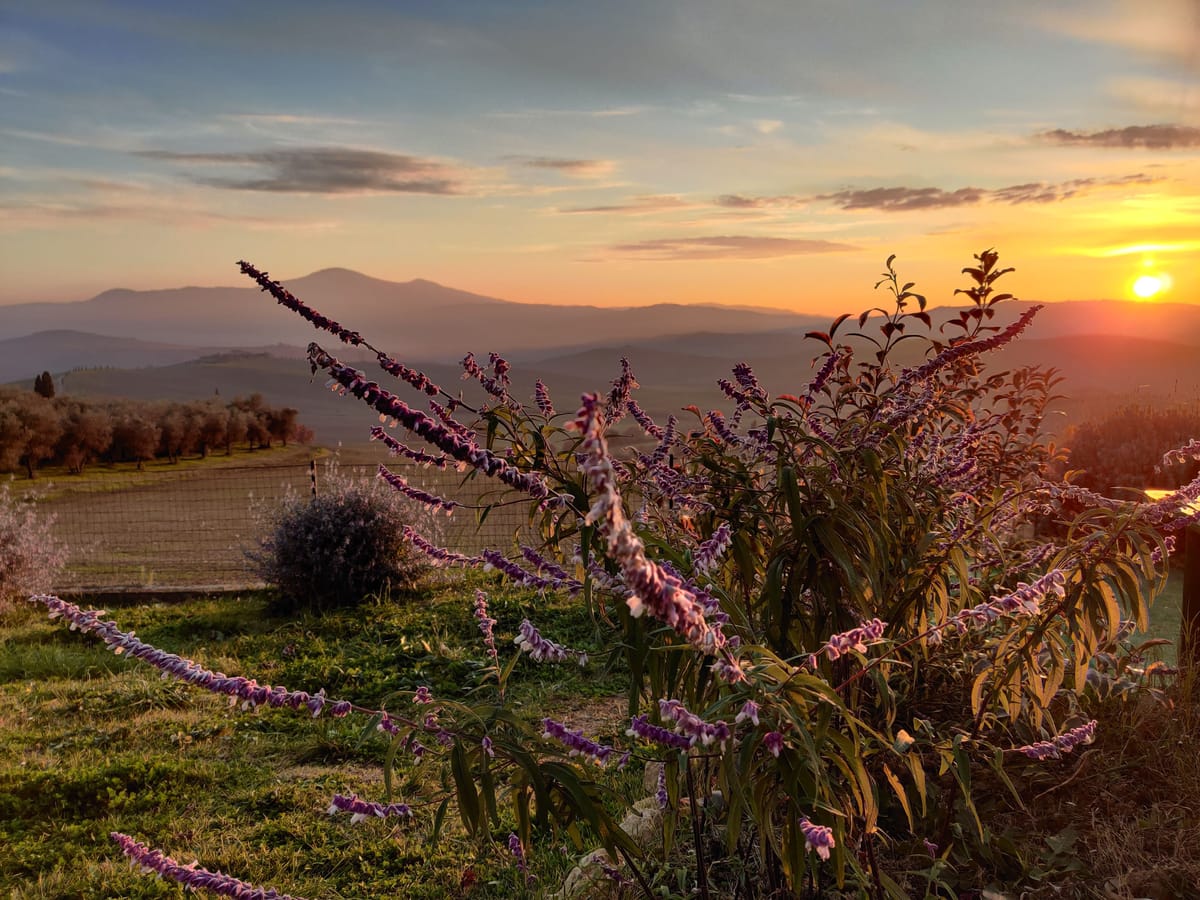 Winter sunset over Monte Amiata, seen through the garden's dried flowers