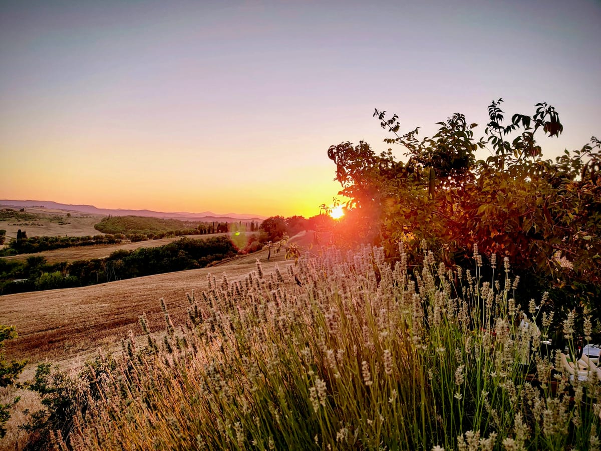 The sun setting behind the trees, lavender in the foreground